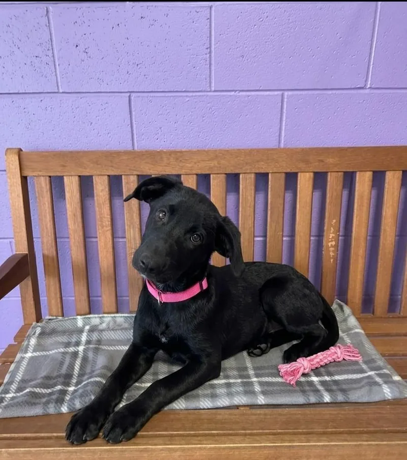 A baby large-sized female Black Labrador Retriever dog named Hope for adoption in North Prairie, WI