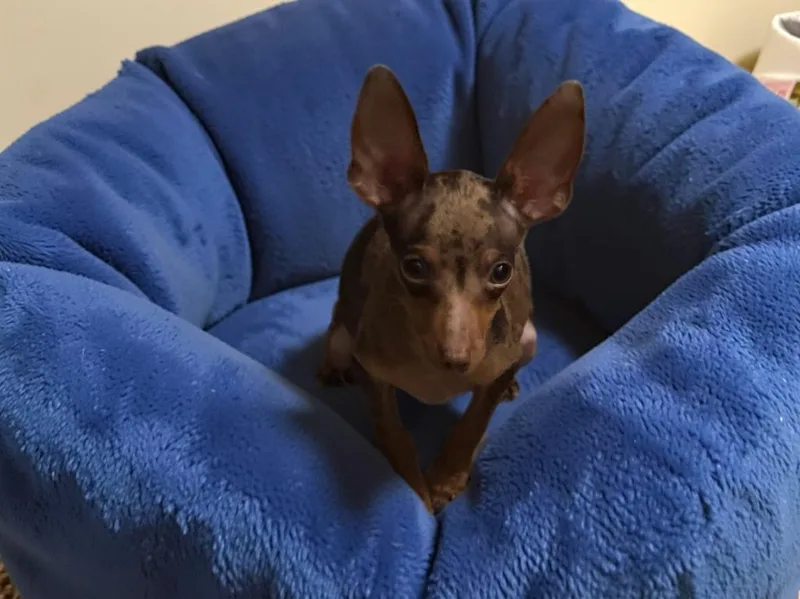 A baby small-sized male Brown / Chocolate Miniature Pinscher dog named Luke for adoption in San Antonio, TX