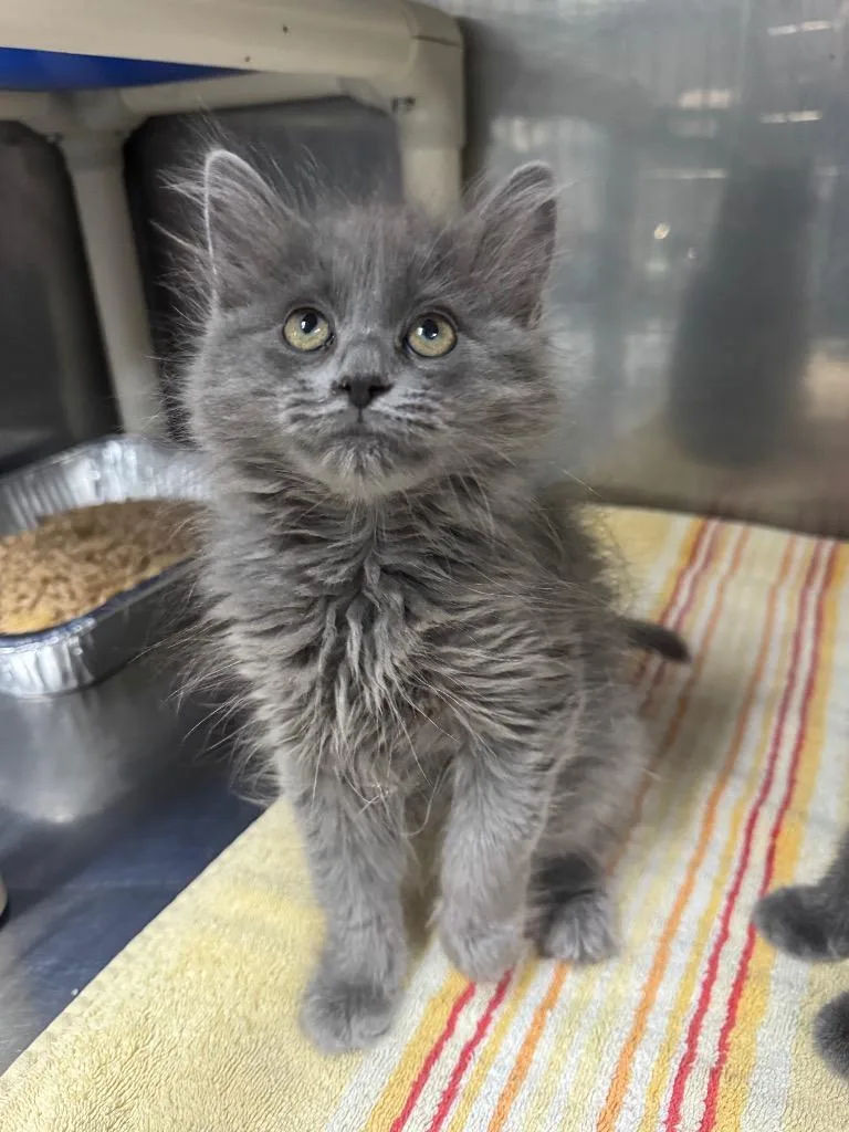 A baby medium-sized male Domestic Medium Hair cat named Amur for adoption in Fort Lupton, CO