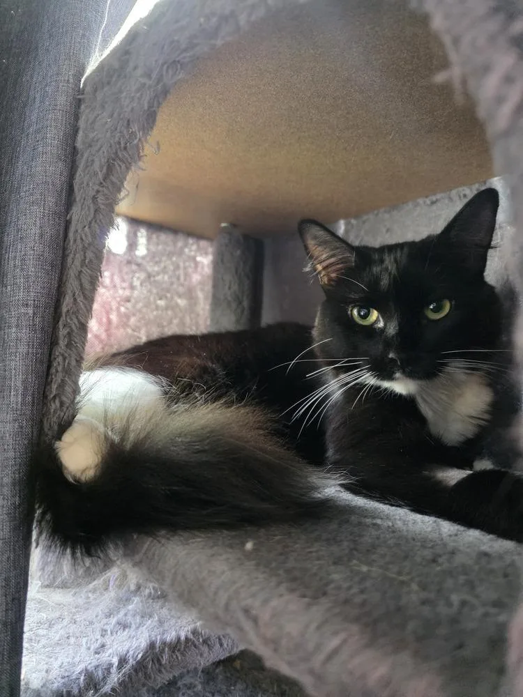 A baby small-sized female Black & White / Tuxedo Domestic Medium Hair cat named Mouse for adoption in Dallas, TX