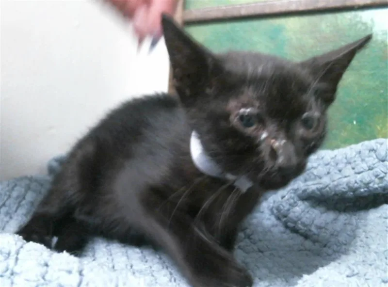A baby small-sized male Domestic Short Hair cat named Astro for adoption in Houston, TX