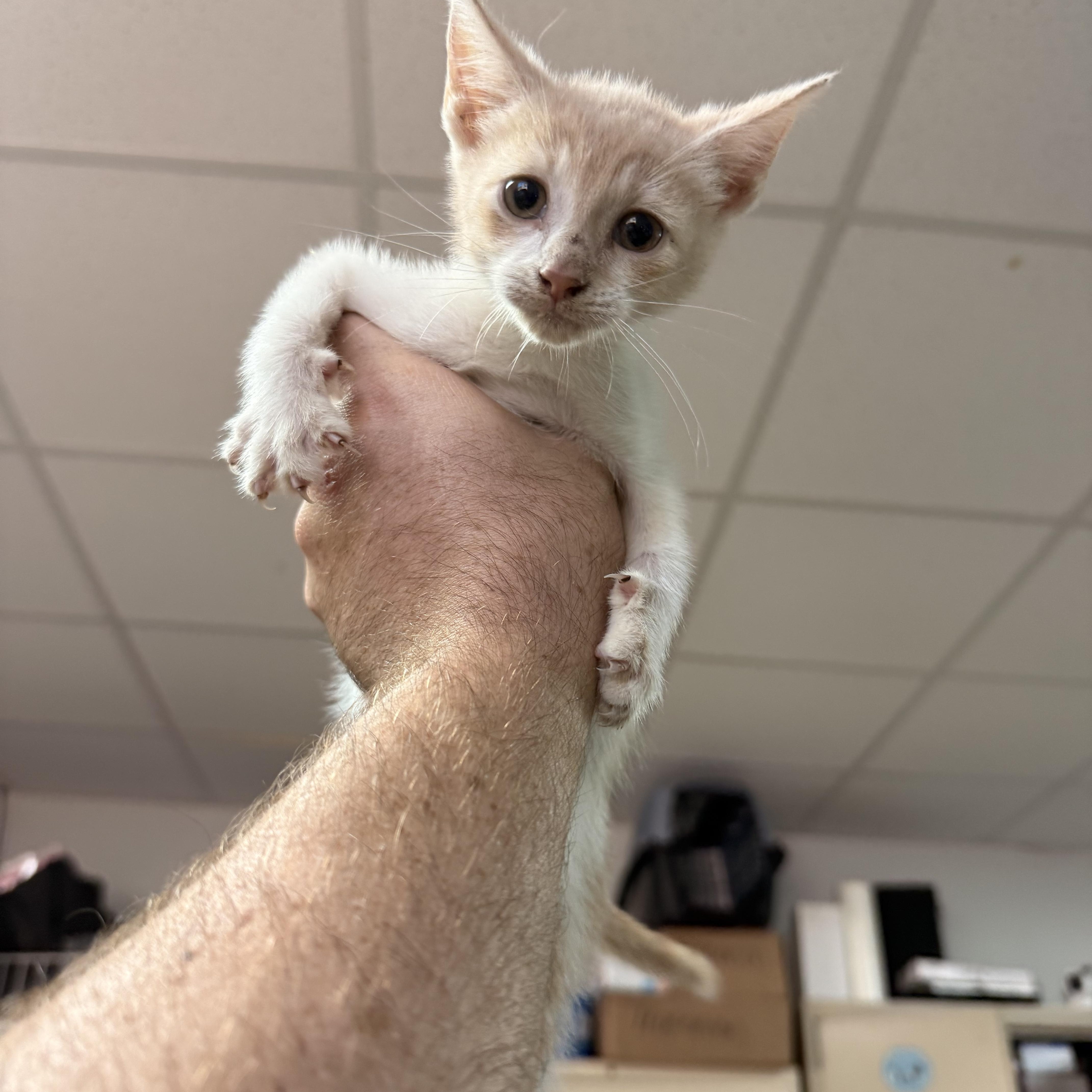 A baby medium-sized male Orange & White Domestic Short Hair cat named Four for adoption in Columbia, SC