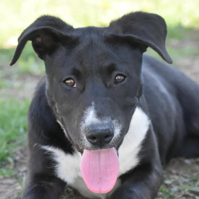 A young large-sized female Great Pyrenees dog named Tulsa for adoption in Auburn, NE