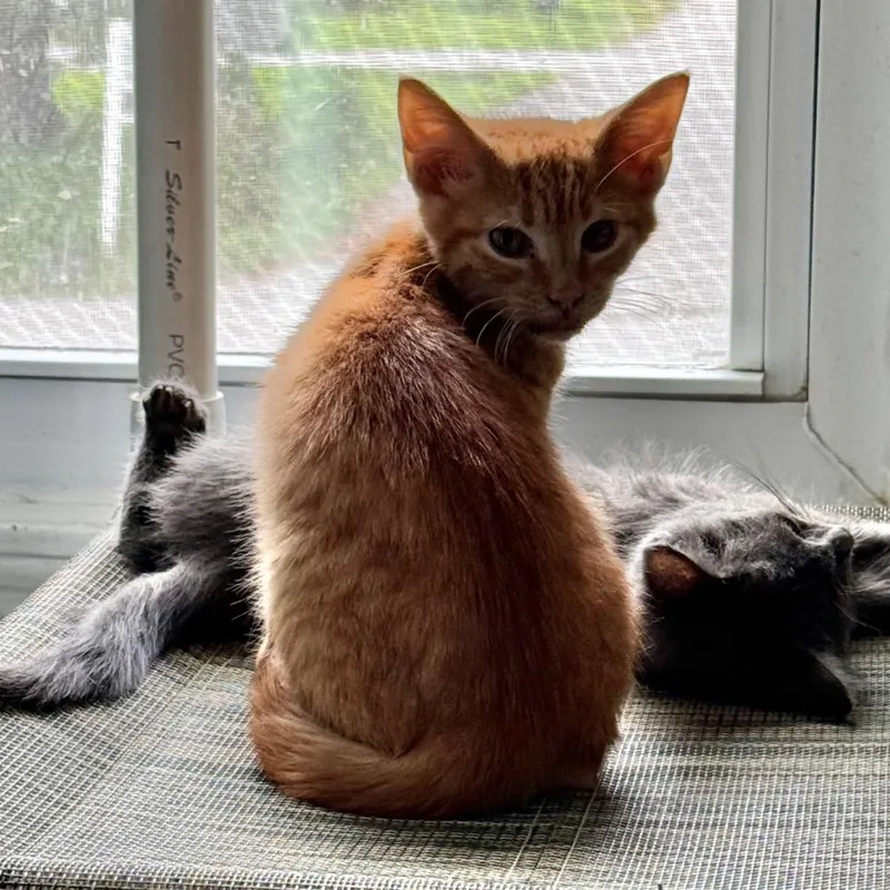 A baby small-sized male Orange / Red Domestic Short Hair cat named Ray for adoption in Brownsboro, AL