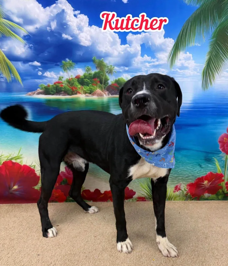 A young large-sized male Black Mixed Breed dog named Kutcher for adoption in Flint, MI