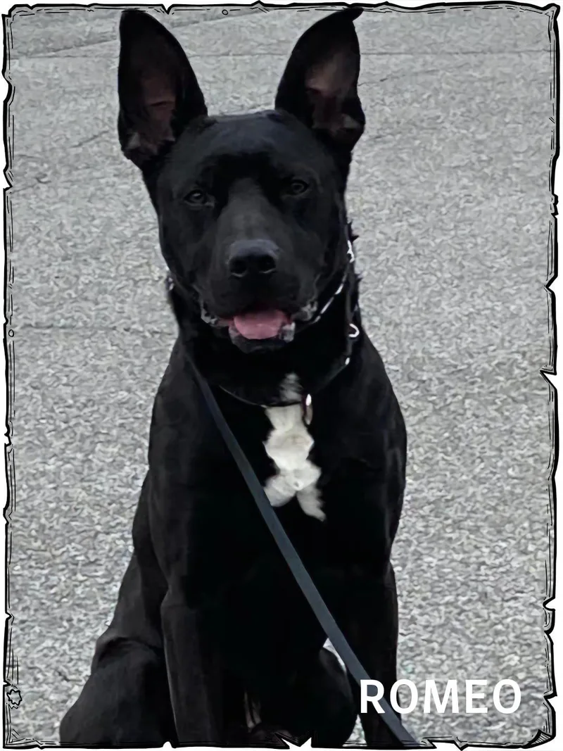 Romeo