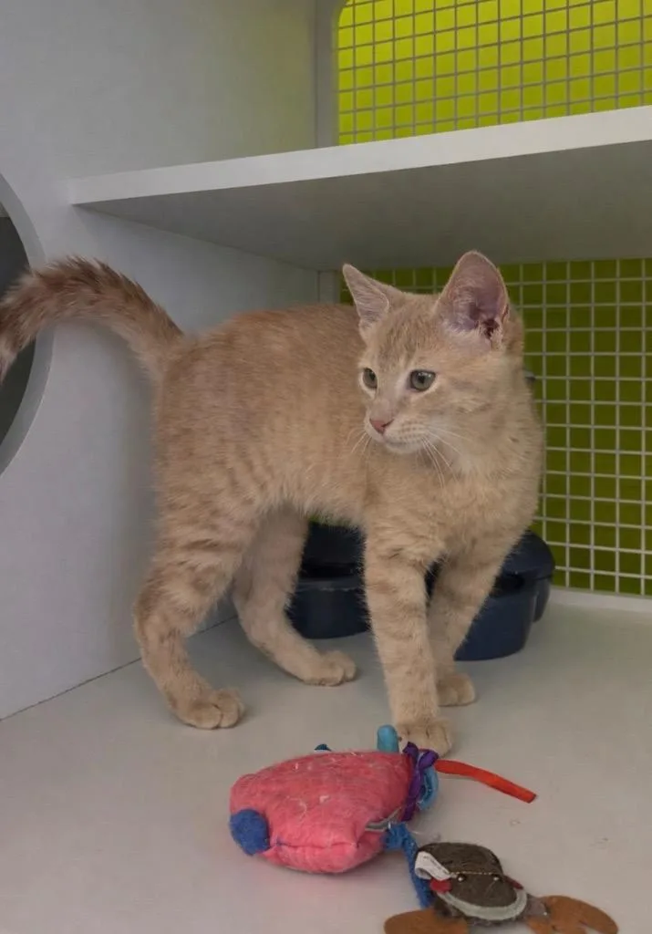 A baby medium-sized male Domestic Short Hair cat named Cove Il for adoption in Fort Lupton, CO