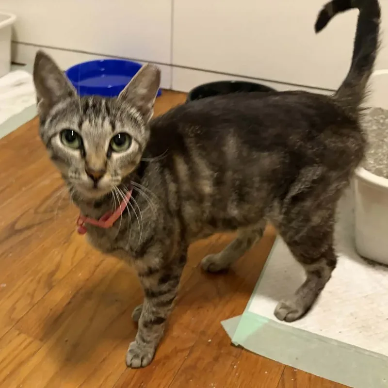 An adult medium-sized female Tabby (Gray / Blue / Silver) Domestic Short Hair cat named Ms Autozone for adoption in Beulaville, NC