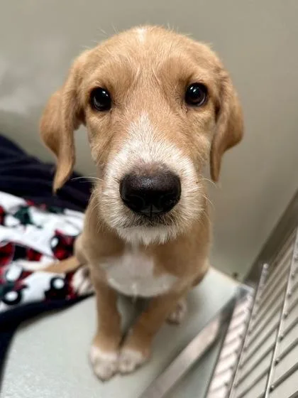 A baby large-sized male Yellow / Tan / Blond / Fawn Mixed Breed dog named Cream Soda for adoption in Wichita, KS