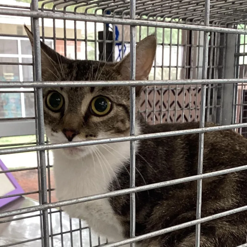 A young small-sized female White Domestic Short Hair cat named Baptist Momma for adoption in Montgomery, AL