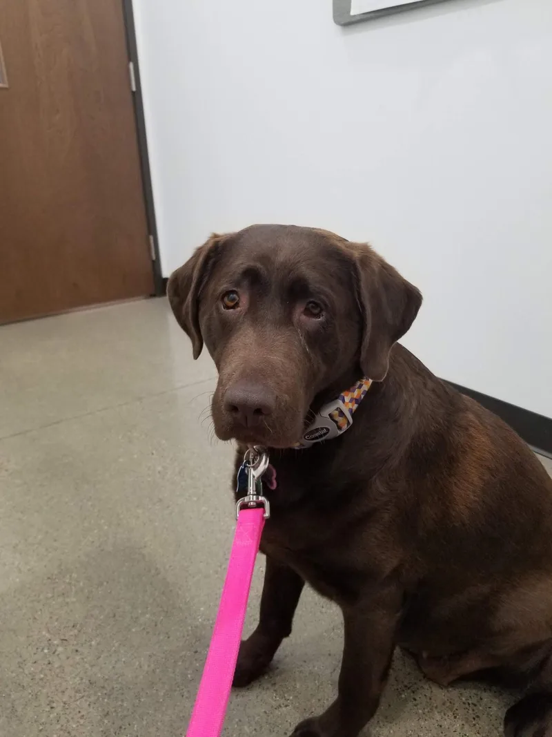Pam
