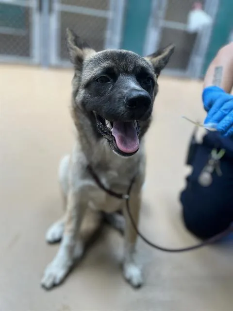 A young medium-sized female German Shepherd Dog dog named Stardust for adoption in Chula Vista, CA