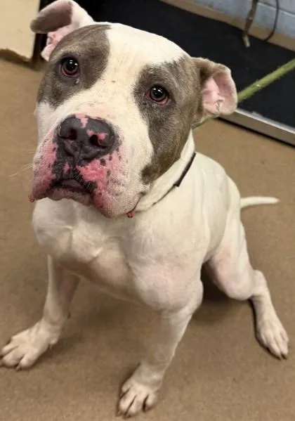 An adult extra large-sized male Mixed Breed dog named Navy for adoption in Chamblee, GA