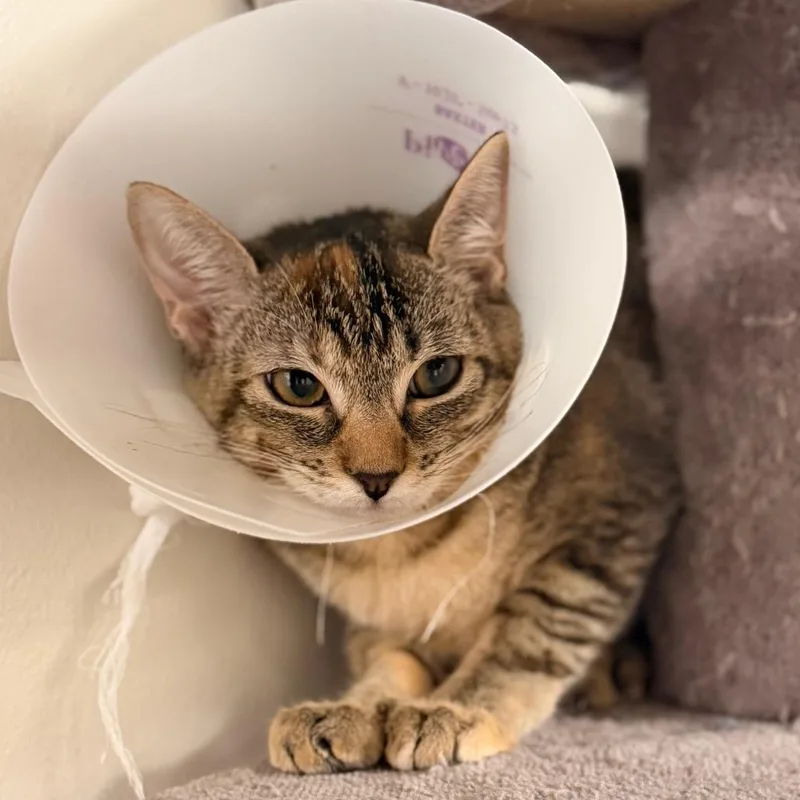 A baby small-sized female Torbie Domestic Short Hair cat named Yeti for adoption in Gainesville, FL