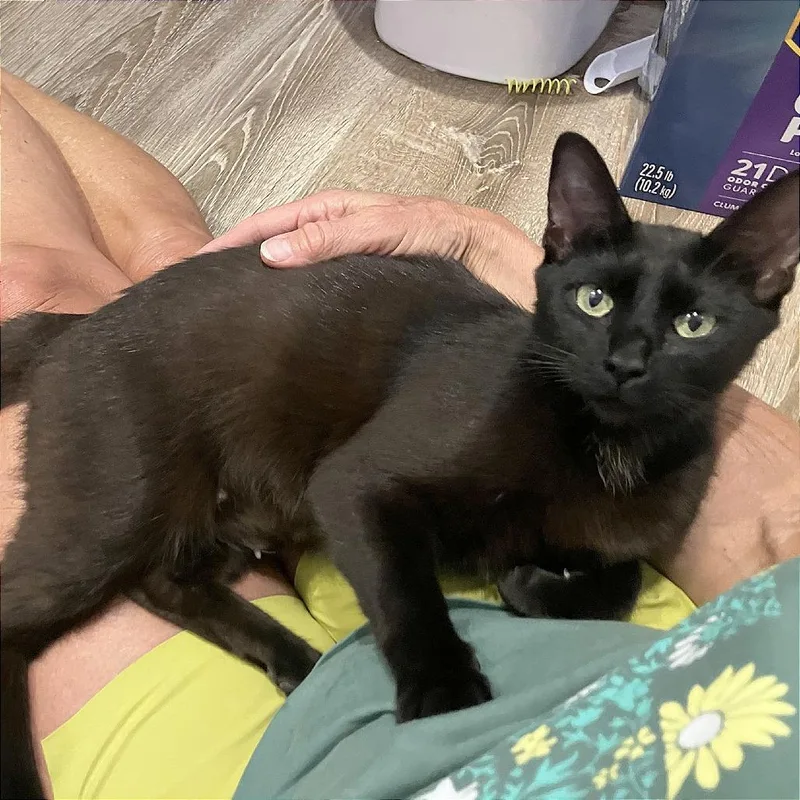 A baby medium-sized female Black Domestic Short Hair cat named A Mia for adoption in Pleasant Hill, CA