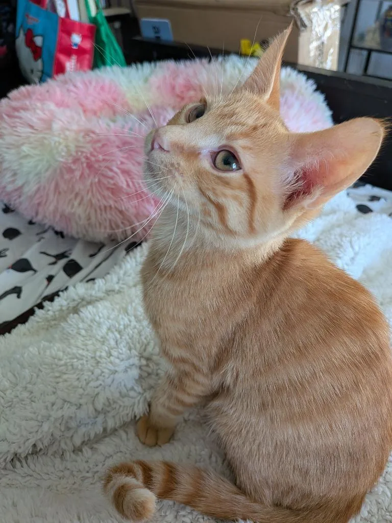A baby medium-sized male Tabby cat named Cotton for adoption in San Antonio, TX