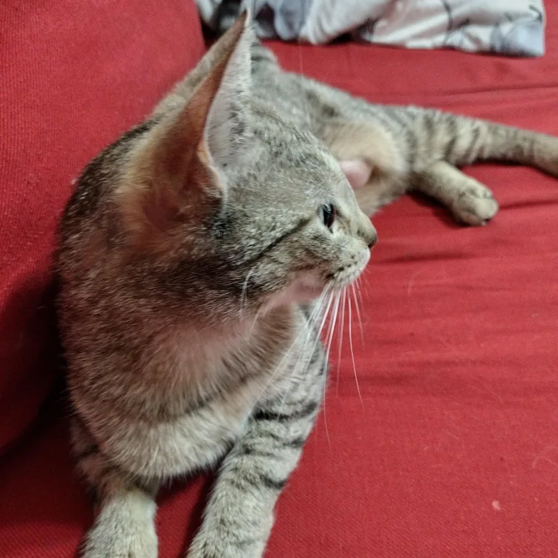 A young medium-sized female Tabby (Buff / Tan / Fawn) Domestic Short Hair cat named Tifa for adoption in Brooklyn, NY