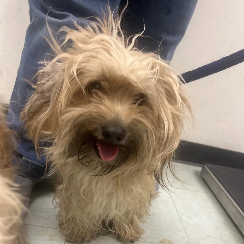 An adult small-sized male Yellow / Tan / Blond / Fawn Mixed Breed dog named Olivier for adoption in Philadelphia, PA