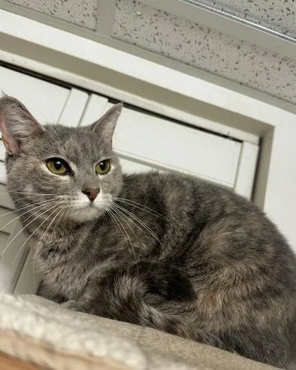 Sylvie