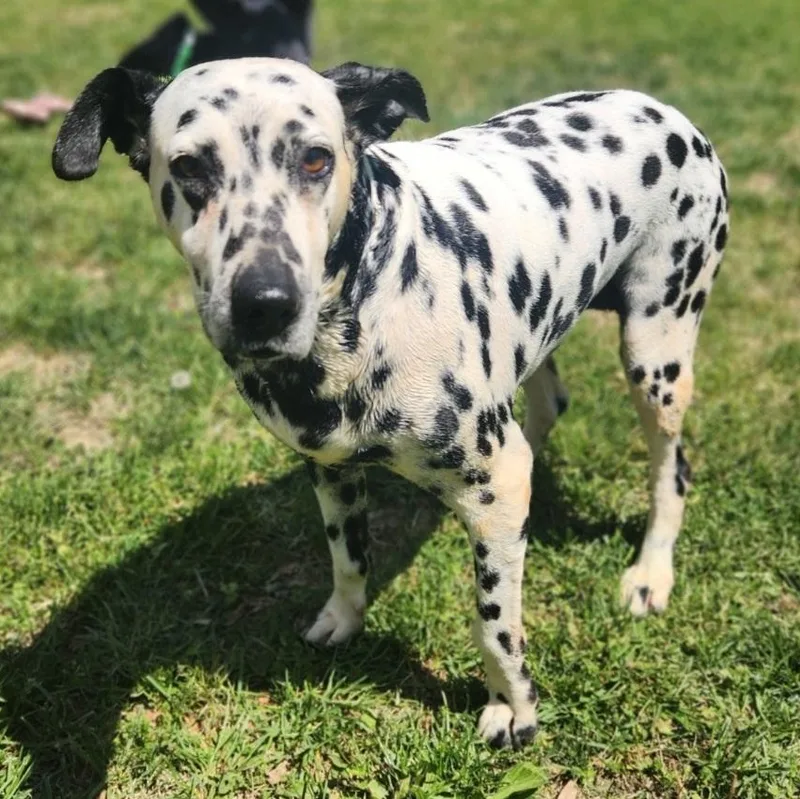A senior medium-sized female Harlequin Dalmatian dog named Sky for adoption in Stanley, VA