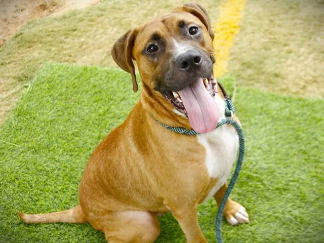 An adult medium-sized male Rhodesian Ridgeback dog named Dylan for adoption in Tallahassee, FL
