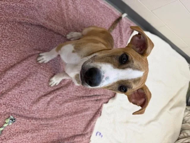 A young medium-sized male Pit Bull Terrier dog named Norman for adoption in Fort Wayne, IN