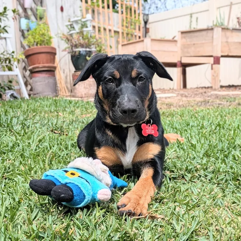A baby medium-sized male Shepherd dog named Wallen for adoption in Oceanside, CA