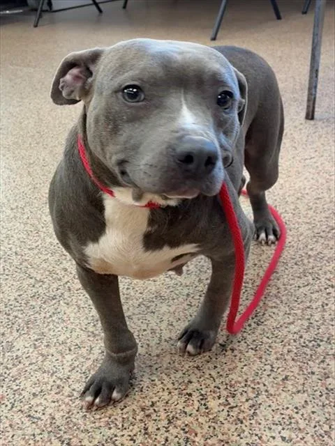 An adult medium-sized female Staffordshire Bull Terrier dog named Peaches for adoption in Springfield, MA