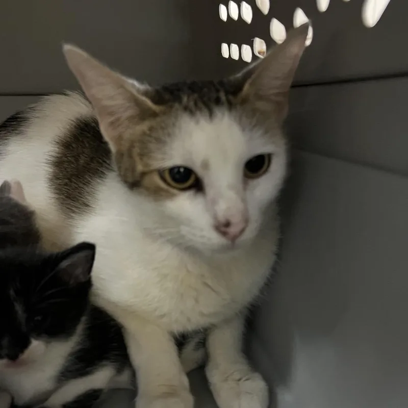A young medium-sized female Gray / Blue / Silver Domestic Short Hair cat named Merry Christy for adoption in Galveston, TX
