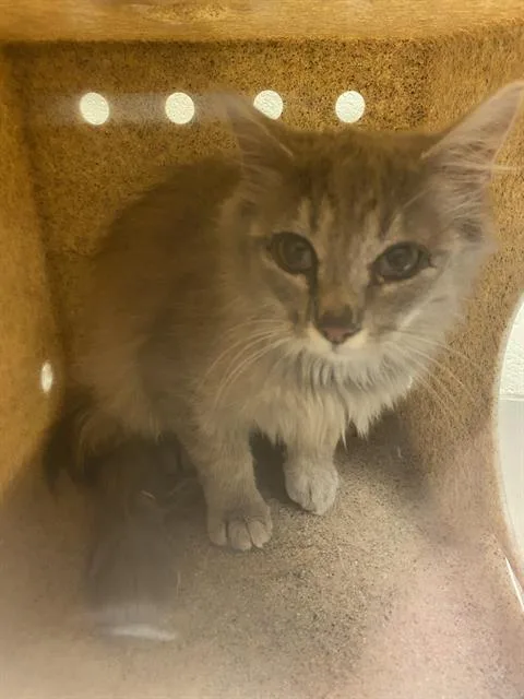 Teeny Tina