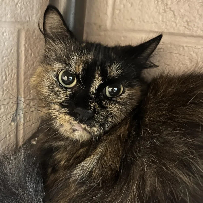 An adult medium-sized female Domestic Medium Hair cat named Eggroll for adoption in Owosso, MI