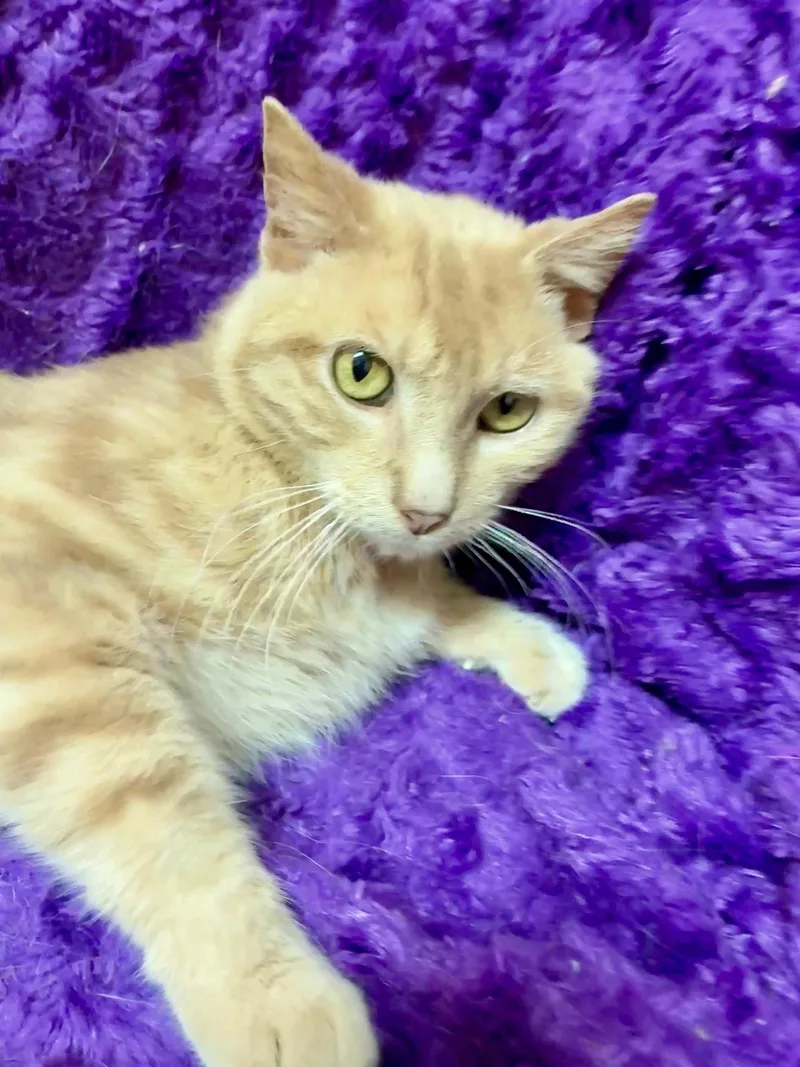 A young small-sized male Orange / Red Domestic Short Hair cat named Bonk for adoption in Forest Lake, MN