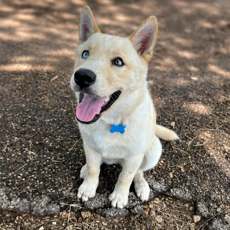 A young medium-sized female White / Cream Husky dog named Magenta for adoption in Boerne, TX