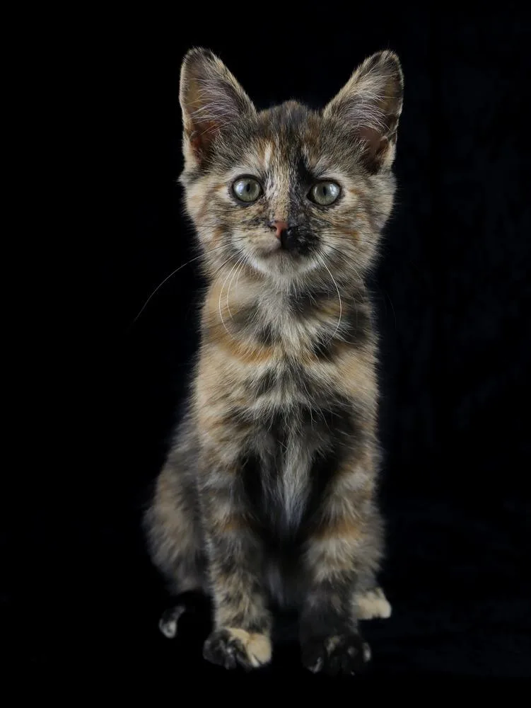 A baby small-sized female Domestic Short Hair cat named Little Rock for adoption in Lewisburg, TN