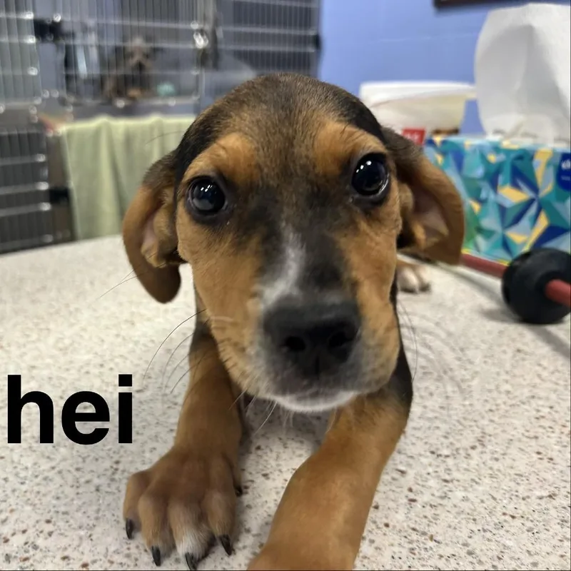 A baby medium-sized female Brindle Pit Bull Terrier dog named Heihei for adoption in Madisonville, TN