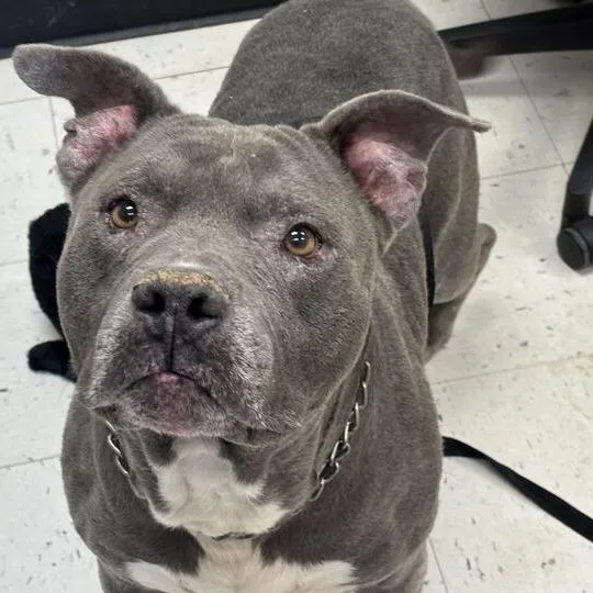 An adult large-sized male Gray / Blue / Silver Mixed Breed dog named Bonehead for adoption in Davenport, IA