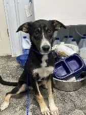 A baby medium-sized female Bicolor Shepherd dog named Zoe for adoption in Scottsburg, IN
