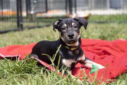 Bubu Lubu thumbnail 2