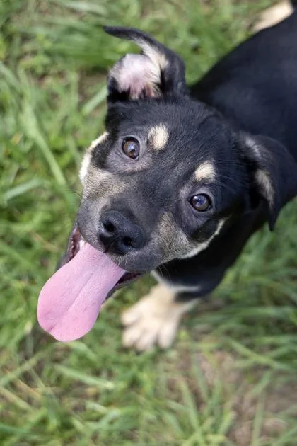 Bubu Lubu thumbnail 3