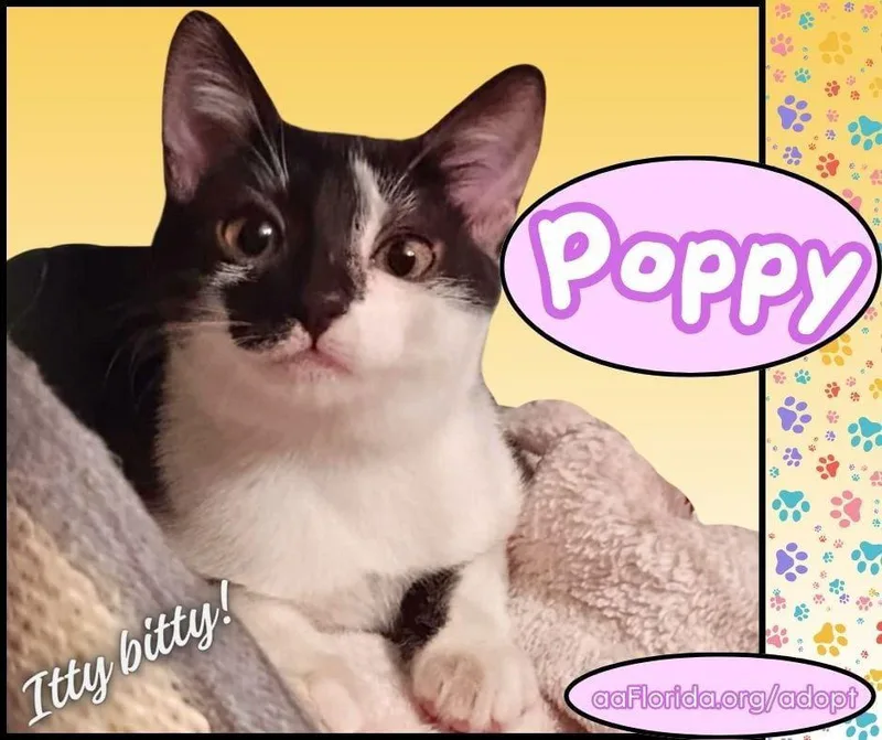 Poppy thumbnail 3