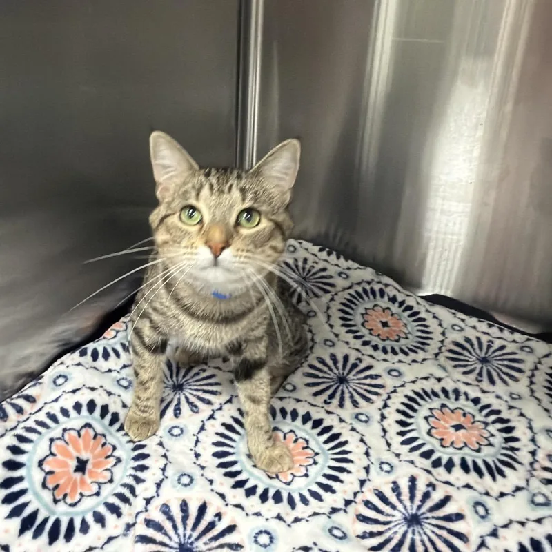 A young medium-sized male Brown / Chocolate Domestic Short Hair cat named Hudson for adoption in Lakeland, FL