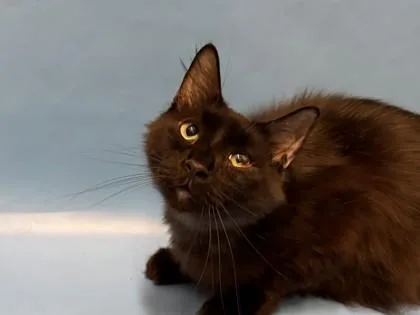 An adult small-sized male Domestic Medium Hair cat named Nixie Knox for adoption in Golden Valley, MN