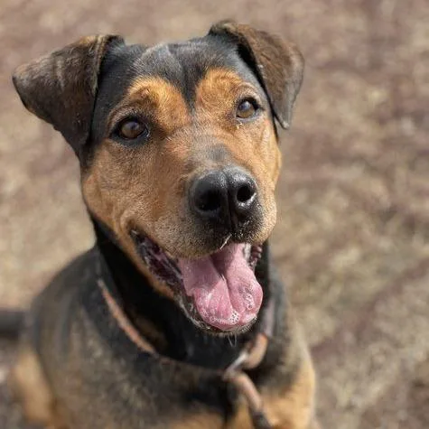 Lollipop thumbnail 2