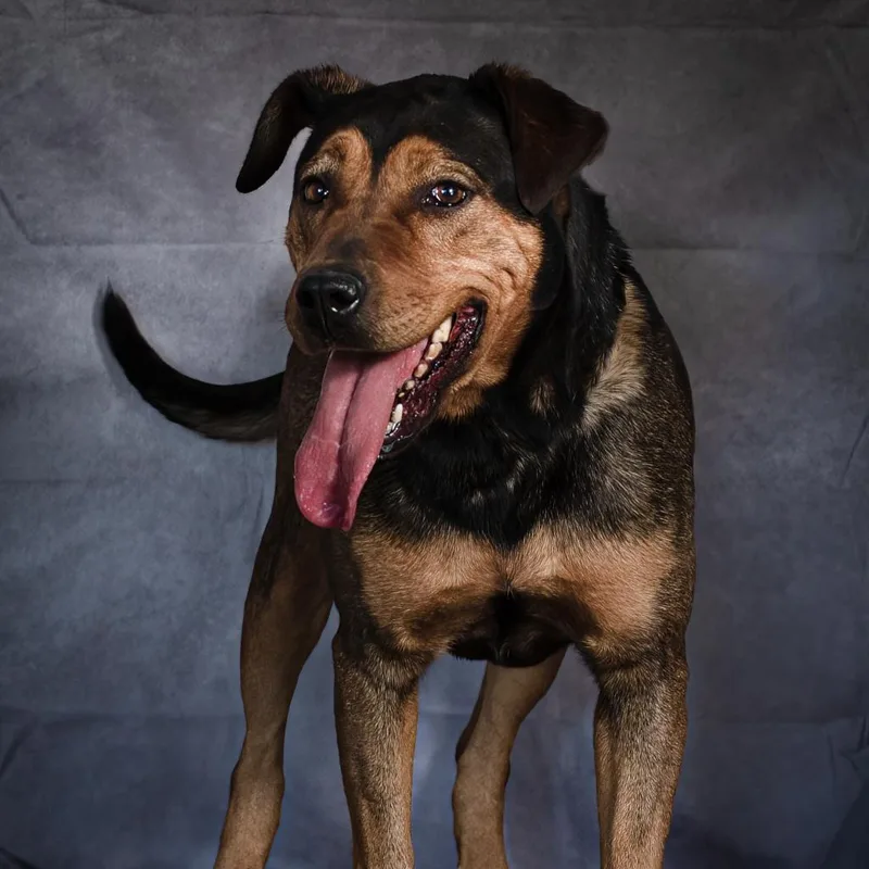 Lollipop thumbnail 4