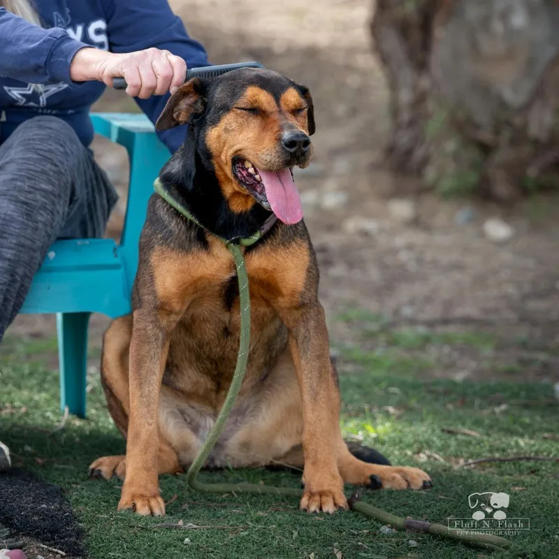 Lollipop thumbnail 6