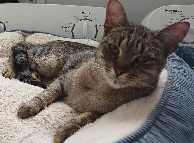 An adult small-sized female Tabby (Gray / Blue / Silver) American Shorthair cat named Beatriz for adoption in Rio Rico, AZ
