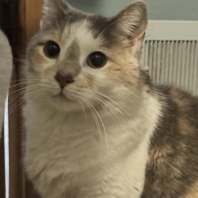 An adult medium-sized female Dilute Calico cat named Lola for adoption in Omaha, NE
