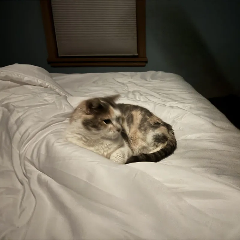 Lola thumbnail 2