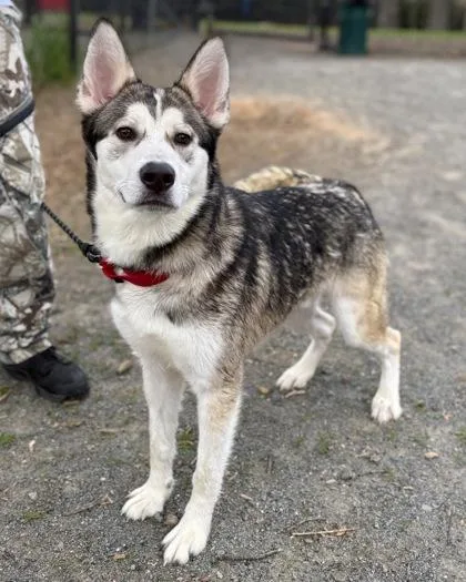 An adult large-sized male Mixed Breed dog named Ferret for adoption in Fairfax, VA