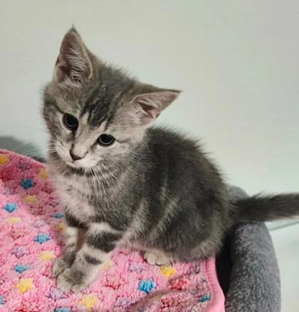 A baby small-sized female Gray / Blue / Silver Domestic Short Hair cat named Dryer Lint for adoption in Kansas City, MO